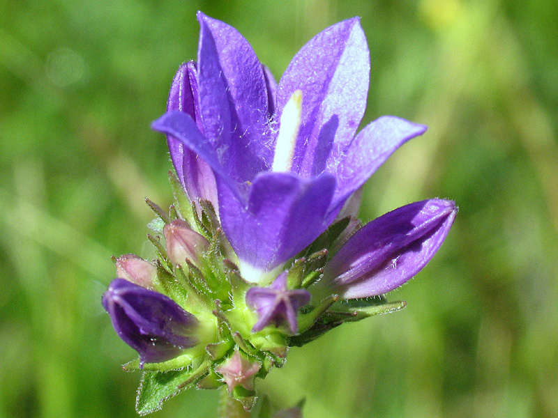 Campanula glomerata L.